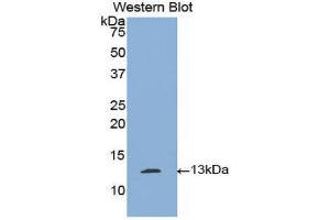 Western Blotting (WB) image for anti-Plasminogen Activator, Tissue (PLAT) (AA 36-126) antibody (ABIN1860844) (PLAT antibody  (AA 36-126))