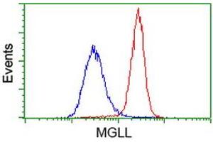 Image no. 2 for anti-Monoglyceride Lipase (MGLL) antibody (ABIN1499438)