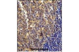 LYRM4 antibody (Center) (ABIN654638 and ABIN2844335) immunohistochemistry analysis in formalin fixed and paraffin embedded human tonsil tissue followed by peroxidase conjugation of the secondary antibody and DAB staining. (LYRM4 antibody  (AA 43-69))