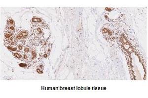 Paraffin embedded sections of human breast lobule tissue were incubated with anti-human UBE2L6 (1:50) for 2 hours at room temperature. (UbcH8/Ube2L6 (AA 1-152) antibody)