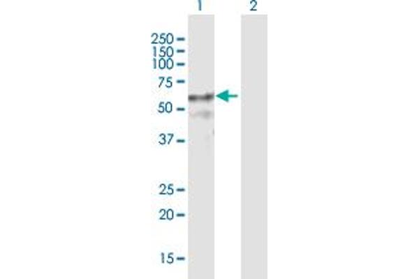 ZNF415 antibody  (AA 1-542)