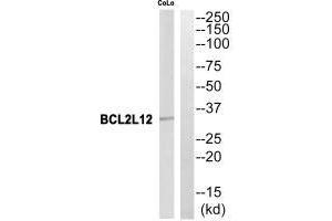 Western blot analysis of extracts from CoLo cells, using BCL2L12 antibody. (BCL2L12 antibody)