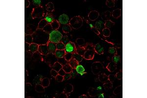 Immunofluorescence staining of K562 cells using Nucleophosmin-Monospecific Mouse Monoclonal Antibody (NPM1/3285) followed by goat anti-Mouse IgG conjugated to CF488 (green).