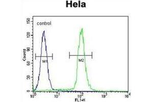 Flow cytometric analysis of Hela cells using BMP13 / GDF6 Antibody (N-term) Cat. (GDF6 antibody  (N-Term))
