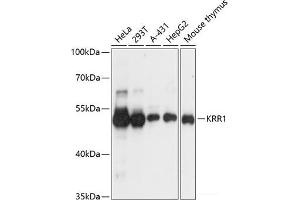 Western blot analysis of extracts of various cell lines using KRR1 Polyclonal Antibody at dilution of 1:3000. (KRR1 antibody)