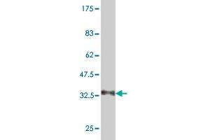Western Blot detection against Immunogen (35. (NEU2 antibody  (AA 180-268))