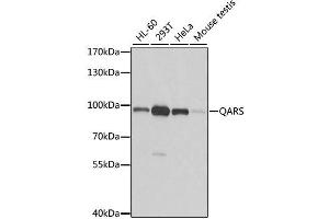 Western blot analysis of extracts of various cell lines, using QARS antibody. (QARS antibody  (AA 1-250))