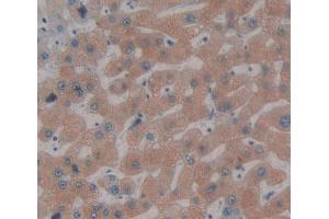 Used in DAB staining on fromalin fixed paraffin- embedded Kidney tissue (FDPS antibody  (AA 1-419))