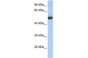 WB Suggested Anti-FLI1 Antibody Titration:  0. (FLI1 antibody  (Middle Region))