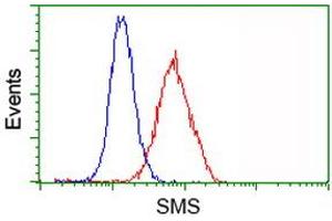 Image no. 4 for anti-Spermine Synthase, SMS (SMS) antibody (ABIN1501092) (SMS antibody)