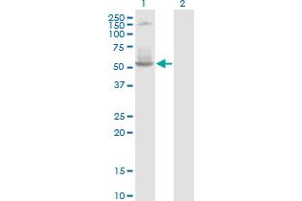 TdT antibody  (AA 1-110)