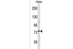 GOLGA8H Antibody (N-term) (ABIN1539130 and ABIN2850078) western blot analysis in Hela cell line lysates (35 μg/lane). (GOLGA8H antibody  (N-Term))