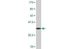 Western Blot detection against Immunogen (37. (ZNF180 antibody  (AA 176-285))