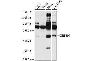 Western blot analysis of extracts of various cell lines, using ZNF597 antibody  at 1:1000 dilution. (ZNF597 antibody  (AA 1-140))