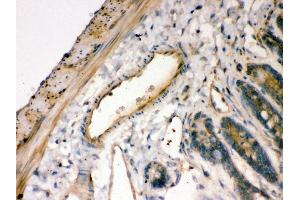Anti- IKB alpha Picoband antibody, IHC(P) IHC(P): Rat Intestine Tissue (NFKBIA antibody  (AA 3-112))