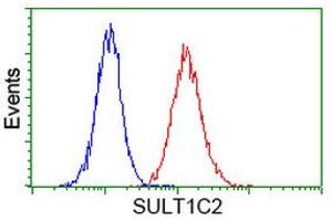 Image no. 2 for anti-Sulfotransferase Family, Cytosolic, 1C, Member 2 (SULT1C2) antibody (ABIN1501233) (SULT1C2 antibody)