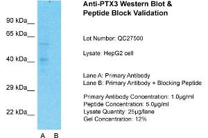 Host: Rabbit  Target Name: PTX3  Sample Tissue: HepG2 Whole Cell  Lane A:  Primary Antibody Lane B:  Primary Antibody + Blocking Peptide Primary Antibody Concentration: 1 µg/mL Peptide Concentration: 5 µg/mL Lysate Quantity: 41 µg/laneGel Concentration:. (PTX3 antibody  (N-Term))