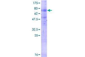 MFSD2A Protein (AA 1-530) (GST tag)
