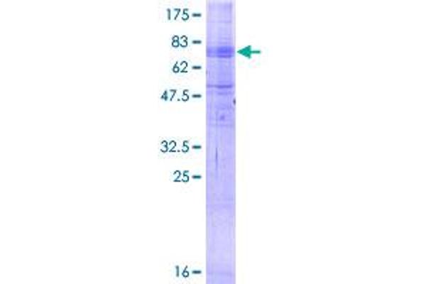 MFSD2A Protein (AA 1-530) (GST tag)