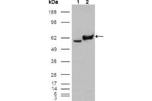 Western blot analysis using GPI mouse mAb against HEK293T cells transfected with the pCMV6-ENTRY control (1) and pCMV6-ENTRY GPI cDNA (2). (GPI antibody)