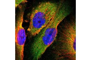 Immunofluorescent staining of U-251 MG with TSC22D2 polyclonal antibody  (Green) shows positivity in cytoplasm. (TSC22D2 antibody)