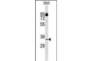 Western blot analysis in 293 cell line lysates (35ug/lane). (CIAPIN1 antibody  (AA 81-108))
