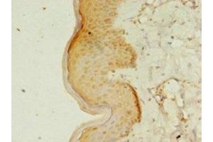 Immunohistochemistry of paraffin-embedded human skin tissue using ABIN7167192 at dilution of 1:100 (RERG antibody  (AA 1-199))