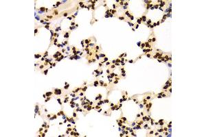 Immunohistochemistry of paraffin-embedded Mouse lung using DiMethyl-Histone H3-K4 antibody (ABIN1872995) at dilution of 1:100 (40x lens). (Histone 3 antibody  (H3K4me2))