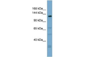 Human ACHN; WB Suggested Anti-TMEM16C Antibody Titration: 0.