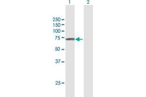Western Blot analysis of FAM111A expression in transfected 293T cell line by FAM111A MaxPab polyclonal antibody.