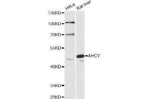Western blot analysis of extracts of various cell lines, using AHCY antibody (ABIN6291654) at 1:1000 dilution. (AHCY antibody)