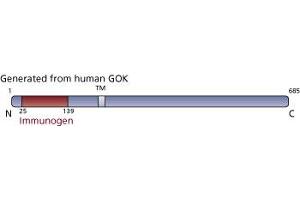 Image no. 2 for anti-Stromal Interaction Molecule 1 (STIM1) (AA 25-139) antibody (ABIN968271) (STIM1 antibody  (AA 25-139))