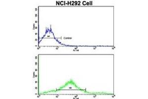 Image no. 3 for anti-Cadherin 7 (CDH7) (AA 63-92), (N-Term) antibody (ABIN356983) (Cadherin 7 antibody  (N-Term))