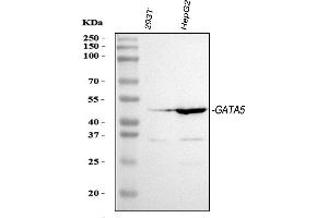 Western blot analysis of GATA5 using anti-GATA5 antibody (ABIN3042418).