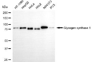 anti-Glycogen Synthase 1 (Muscle) (GYS1) antibody