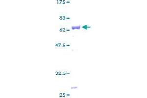 Apolipoprotein L 2 Protein (AA 1-337) (GST tag)