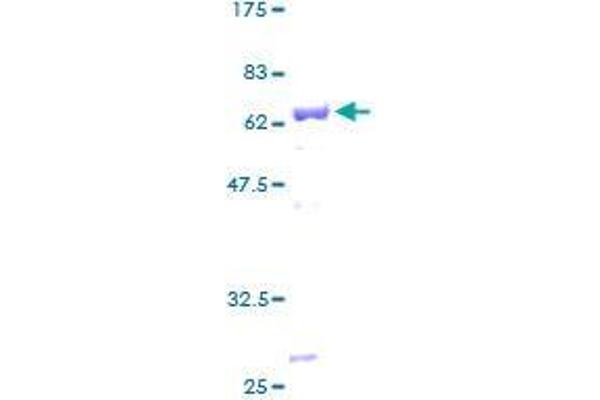 Apolipoprotein L 2 Protein (AA 1-337) (GST tag)