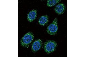 Immunofluorescence (IF) image for anti-Cytochrome P450, Family 3, Subfamily A, Polypeptide 5 (CYP3A5) antibody (ABIN3003497)