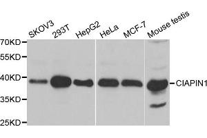 Western Blotting (WB) image for anti-Cytokine Induced Apoptosis Inhibitor 1 (CIAPIN1) antibody (ABIN1980352)