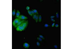 Immunofluorescent analysis of HepG2 cells using ABIN7157146 at dilution of 1:100 and Alexa Fluor 488-congugated AffiniPure Goat Anti-Rabbit IgG(H+L) (IZUMO4 antibody  (AA 16-214))