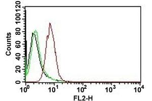 Flow cytometric analysis of HeLa cell with CCND1 monoclonal antibody, clone CCND1/809 (PE)  (red). (Cyclin D1 antibody  (PE))