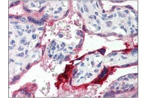 Image no. 1 for anti-Annexin A1 (ANXA1) (C-Term) antibody (ABIN375081) (Annexin a1 antibody  (C-Term))