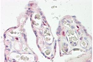 Image no. 2 for anti-Keratocan (KERA) (AA 196-245) antibody (ABIN1493172) (KERA antibody  (AA 196-245))