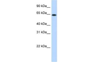 Western Blotting (WB) image for anti-RING Finger Protein 6 (RNF6) antibody (ABIN2461523) (RNF6 antibody)