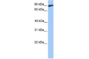 WDFY3 antibody used at 0. (WDFY3 antibody  (C-Term))