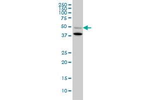 BMP7 monoclonal antibody (M03), clone S52. (BMP7 antibody  (AA 1-431))