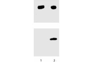 Western blot analysis for Stat3 (pY705). (STAT3 antibody  (pTyr705))