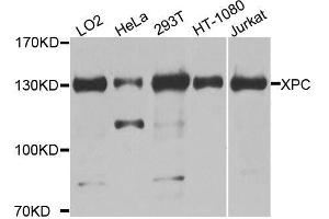 Western blot analysis of extracts of various cell lines, using XPC antibody. (XPC antibody  (AA 700-940))