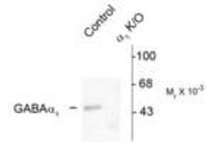 Image no. 2 for anti-gamma-aminobutyric Acid (GABA) A Receptor, alpha 1 (GABRA1) (Cytoplasmic Domain) antibody (ABIN221174) (GABRA1 antibody  (Cytoplasmic Domain))