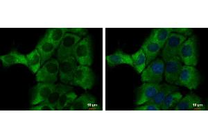 ICC/IF Image alpha-1-Microglobulin antibody detects alpha-1-Microglobulin protein at cytoplasm by immunofluorescent analysis. (AMBP antibody)